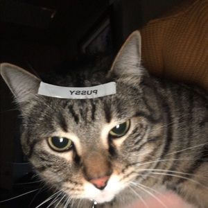 Meet your Posher, Anna kate